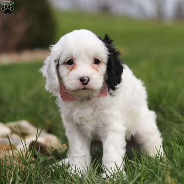 Molly, Cavapoo Puppy